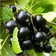 Саженец Смородина Сказочная