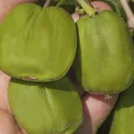 Саженец Актинидия аргута Чан Бай Гиант (жен.)