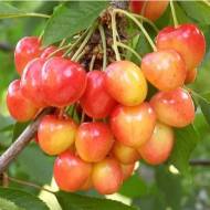 Саженец Черешня Фирузе