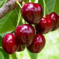 Саженец Черешня Сем