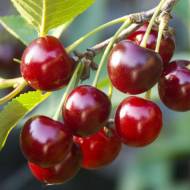 Саженец Вишня Лотовка