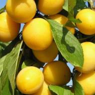 Саженец Слива Ренклод Де Бове