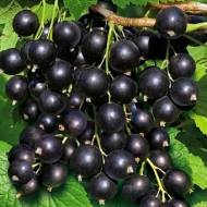 Саджанець смородини Сіана