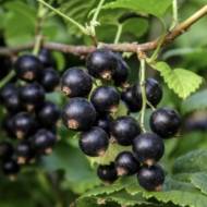 Саджанець смородини Сіана