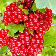 Саджанець Порічка Каскад