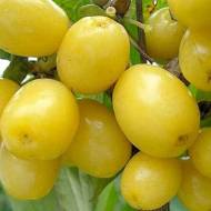 Саджанець Кизил Альоша