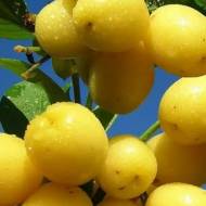 Саженец Кизил Алеша