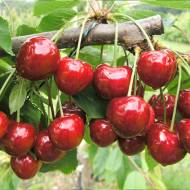 Саженец Черешня Кассандра в контейнере