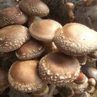 Міцелій грибів Шиітаке Імператорський