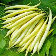 Квасоля Масляний Король