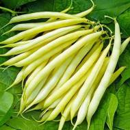 Квасоля Масляний Король