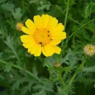 Хризантема овочева за 0,3 г