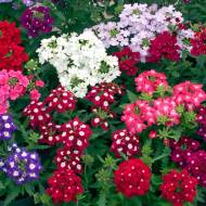 Вербена великоквіткова суміш за 0,1 г