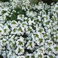 Алісум Сніговий килим за 0,1 г