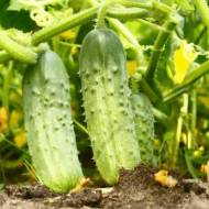 Огірок Той хто зустрічає осінь за 10 нас.