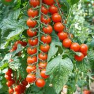 Томат Сакура за 5 нас.