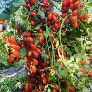 Томат Лукаш (колекційний) за 10 нас.