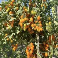 Томат Мавка (колекційний) за 10 нас.