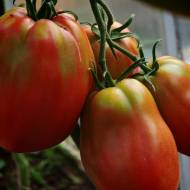 Томат Велика солодка бавовна за 10 нас.