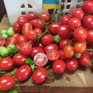 Томат Пісні помідорних галактик за 10 нас.