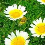 Овощная хризантема за 0,3 г