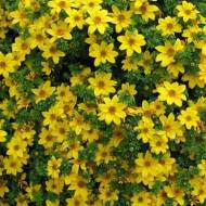 Биденс Ауреа золотой 0,2 г