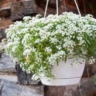 Алисум Снежный ковер за 0,1 г