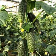 Огурец Фурор