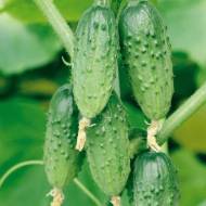 Огурец Бестселлер за 10 сем.