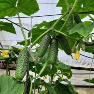 Огурец Коломбо F1 за 10 сем.