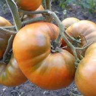 Томат Гном Улуру Очер (коллекционный) за 10 сем.