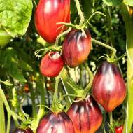 Томат Малиновые носки Сержанта Пеппера (коллекционный) за 10 сем.