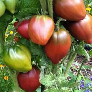 Томат Гном Пурпурное Сердце (коллекционный) за 12 сем.