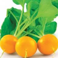 Редиска Золотий геліос за 200 нас.