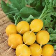 Редис ранний Желтый лион