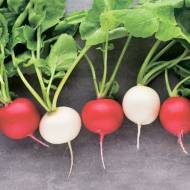 Редиска Вишні з бресса за 200 нас.