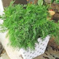 Кріп Мономах кущовий за 3 г