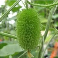 Ворсянковий огірок за 5 нас.