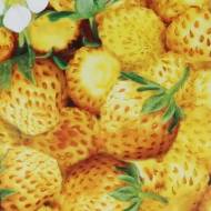 Суниця лісова Золотий десерт за 0,01 г