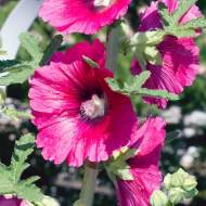 Мальва кучерява за 10 нас.