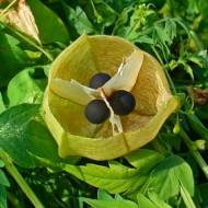 Кардіоспермум за 5 нас.