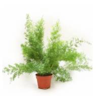 АСПАРАГУС СПРЕНГЕРІ