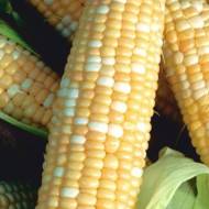 Кукурудза Мед та вершки за 20 г