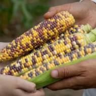 Кукурудза Три кольори за 10 г