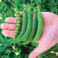 Горох Муціо за 50 г