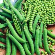 Горох Дакота