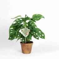 МОНСТЕРА МАНКІ МАСК