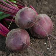 Буряк столовий Воєвода