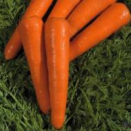 Морква Танець вогню за 10 г