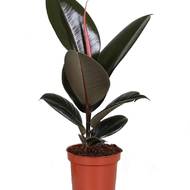 ФІКУС ЕЛАСТІКА АБІДЖАН